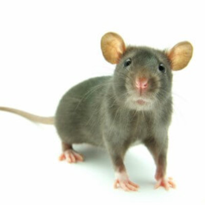 Ratón doméstico