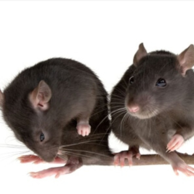 Ratón de techo