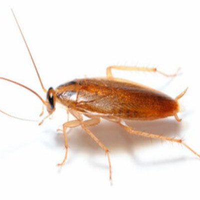 Cucaracha Alemana