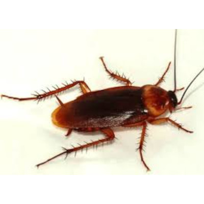 Cucaracha Americana