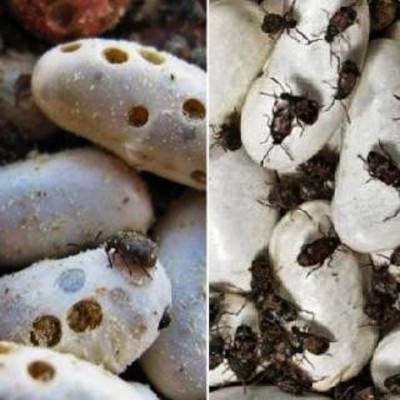 Gorgojos